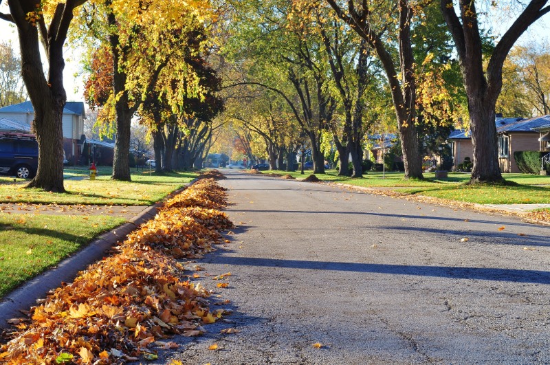 Autumn leaves