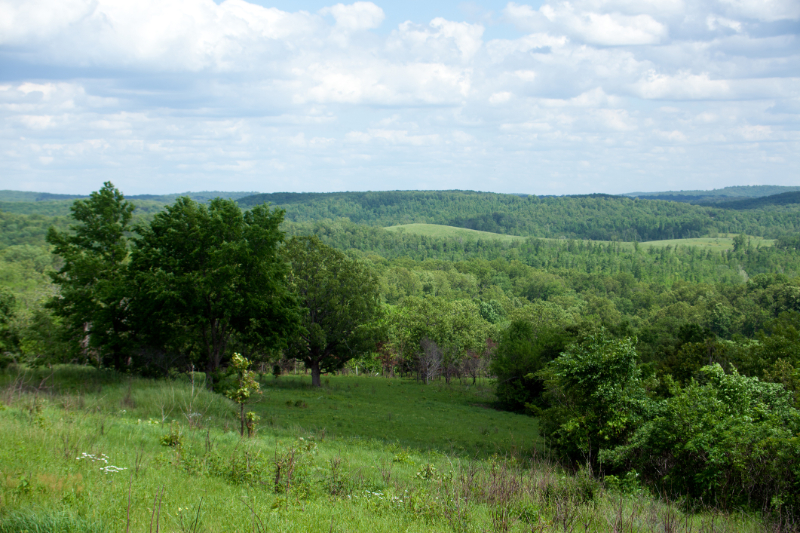 view of trees