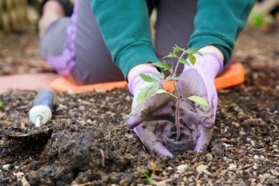 Unleashing the Power of Green